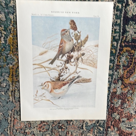 Antique Ornithological Bird Print Original 1913 - Picture 8 of 14